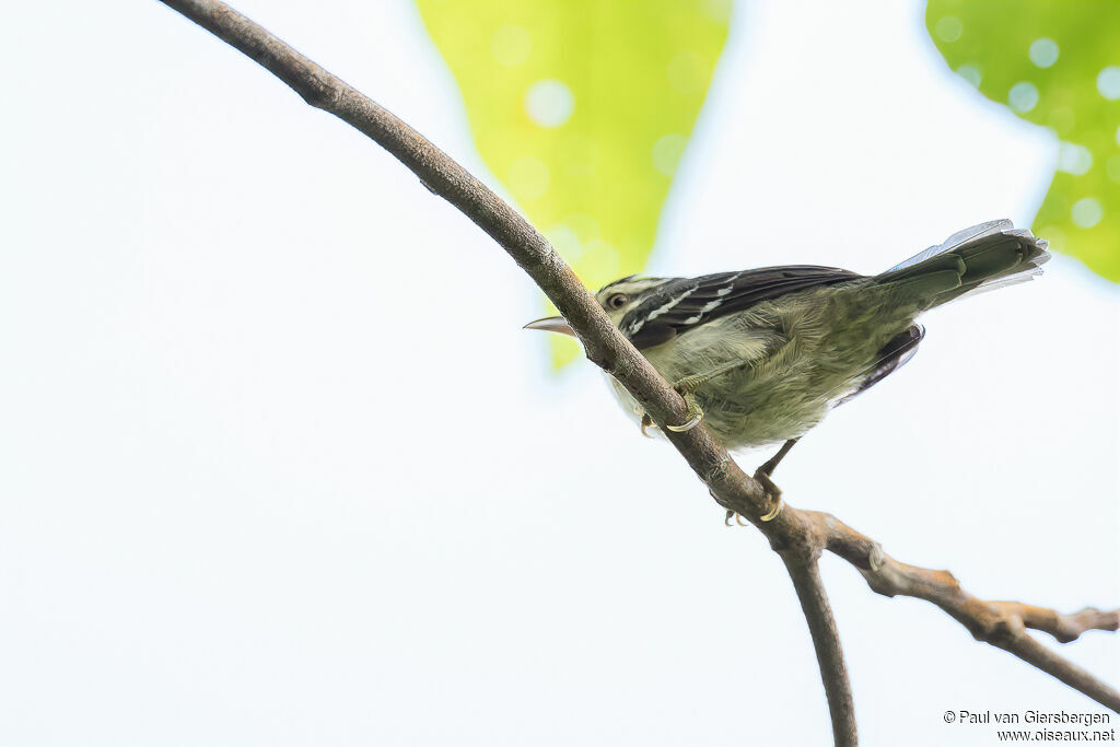 Double-banded Greytailadult