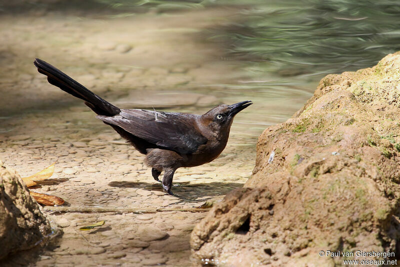 Great-tailed Grackle