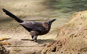 Great-tailed Grackle