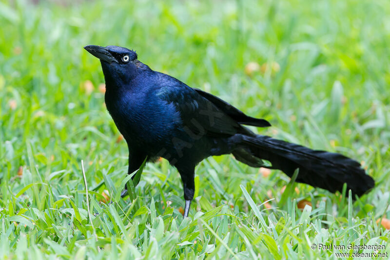 Great-tailed Grackle