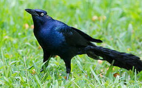 Great-tailed Grackle