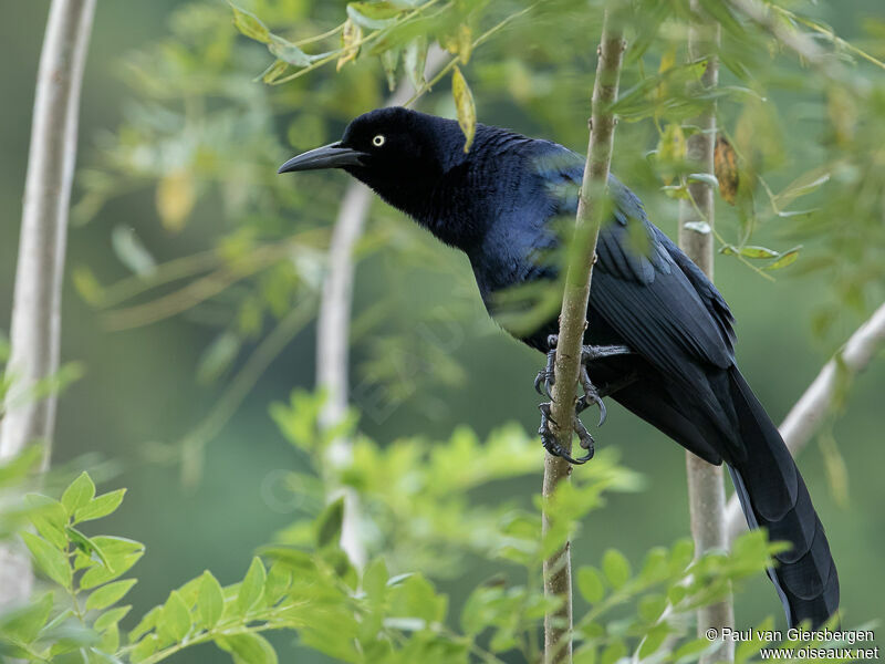 Great-tailed Grackle