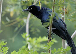 Great-tailed Grackle