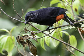 Red-bellied Grackle