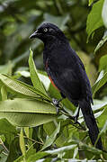 Red-bellied Grackle