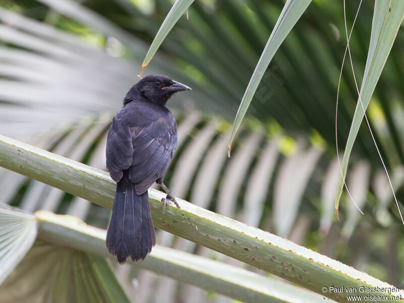 Scrub Blackbird