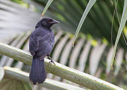 Scrub Blackbird