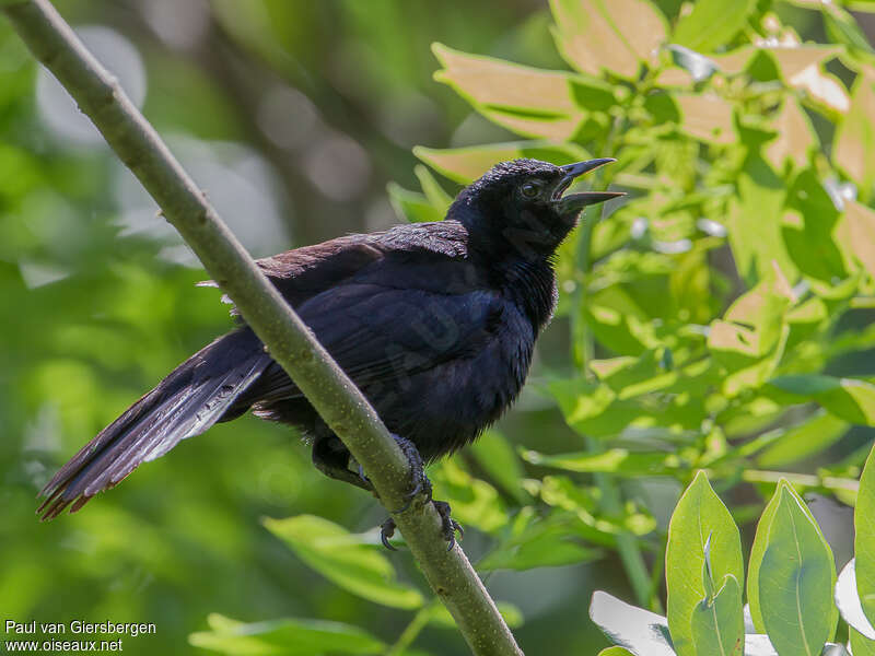 Melodious Blackbirdadult, song