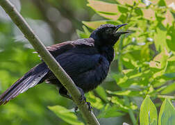 Melodious Blackbird