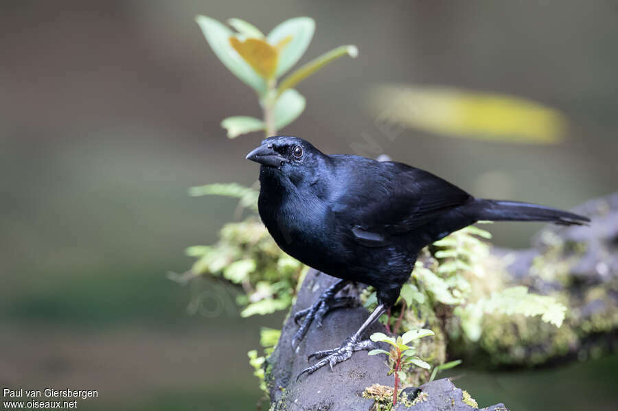 Quiscale chanteuradulte, identification