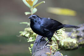 Melodious Blackbird