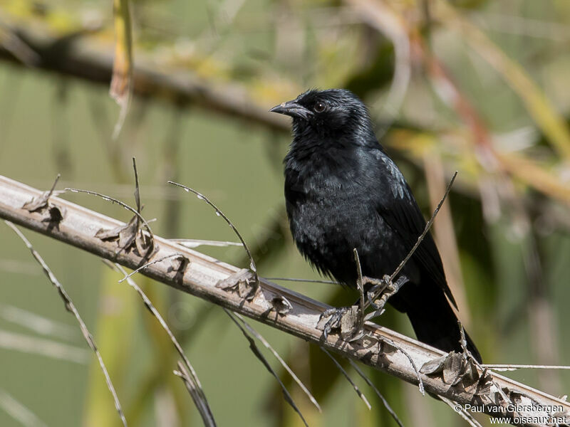 Chopi Blackbird