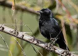 Chopi Blackbird