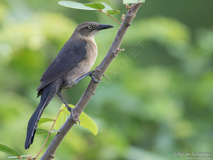 Nicaraguan Grackle female adult