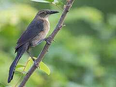 Nicaraguan Grackle