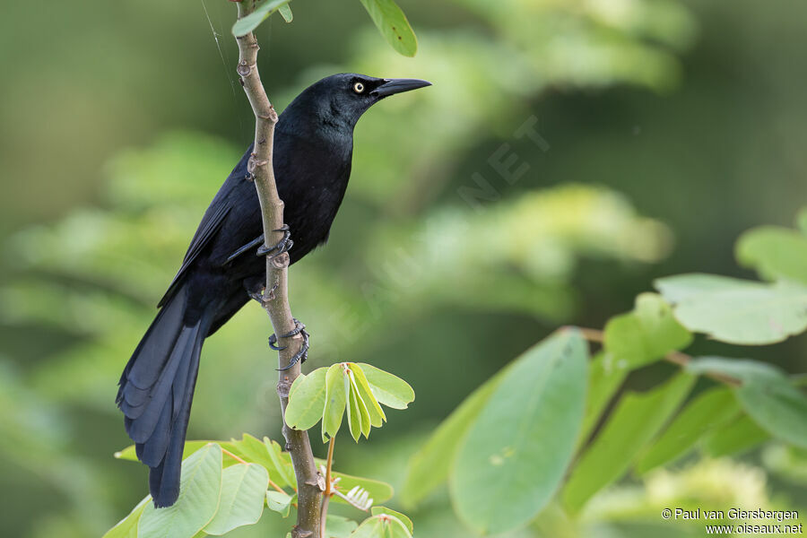 Quiscale du Nicaragua mâle adulte