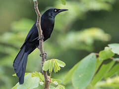 Nicaraguan Grackle