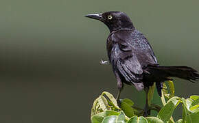 Carib Grackle