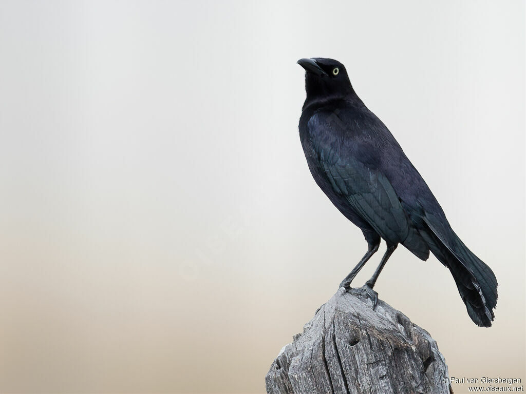 Carib Grackle male adult