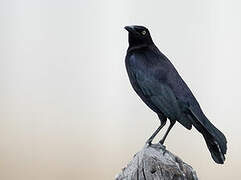 Carib Grackle