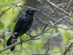 Greater Antillean Grackle