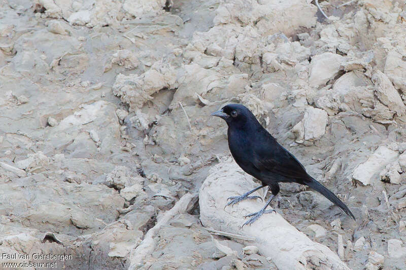 Quiscale veloutéadulte, identification