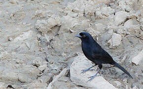 Velvet-fronted Grackle