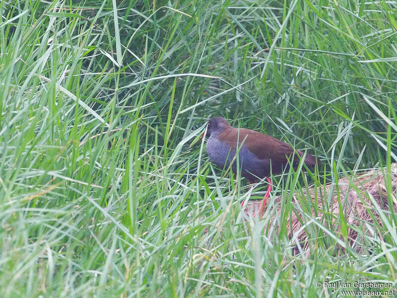 Plumbeous Rail