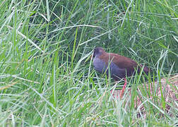 Plumbeous Rail