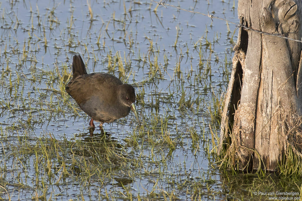 Plumbeous Rail