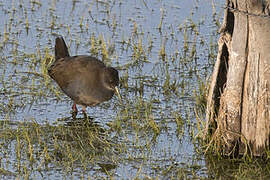 Plumbeous Rail