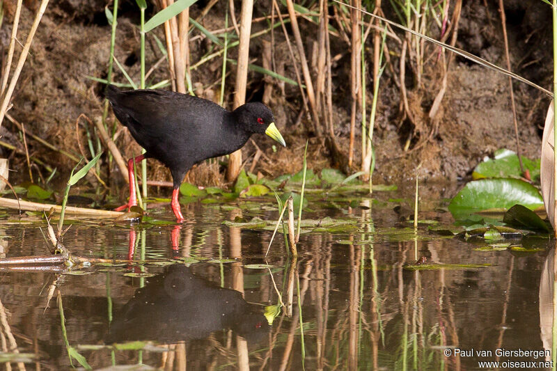 Black Crakeadult