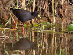 Black Crake