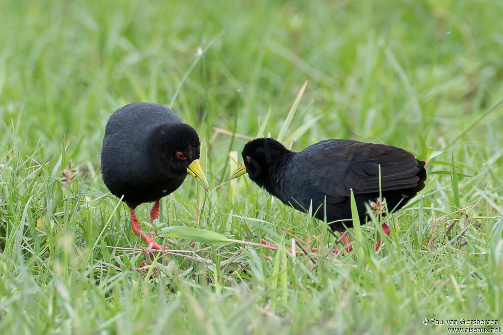 Black Crakeadult