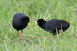 Black Crake