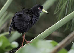 Black Crake