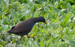 Paint-billed Crake