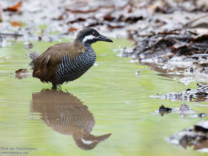 Barred Railadult