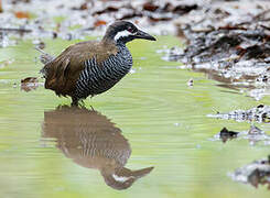 Barred Rail