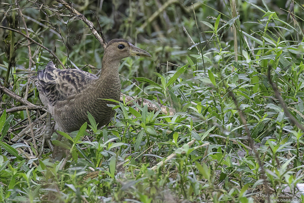 Watercockadult