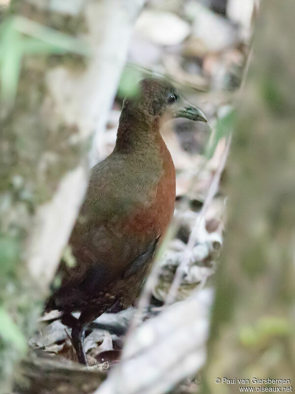 Madagascar Forest Railadult