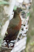 Madagascar Wood Rail