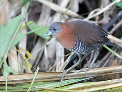 White-throated Crake