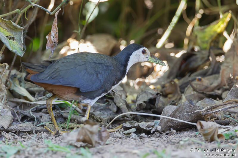 White-breasted Waterhenadult