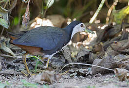 White-breasted Waterhen