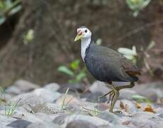 White-breasted Waterhen