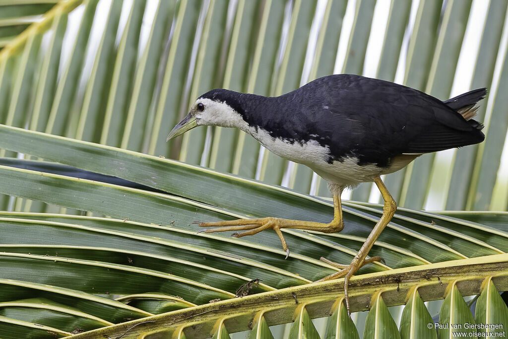 White-breasted Waterhenadult