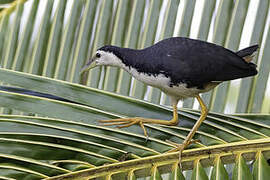 White-breasted Waterhen