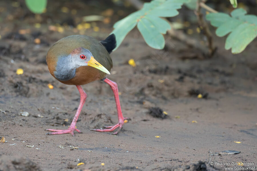 Rufous-naped Wood Railadult