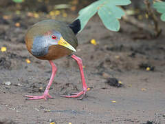 Russet-naped Wood Rail